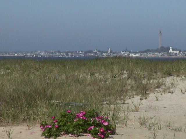 The beach out back with a view of Provincetown in the distance